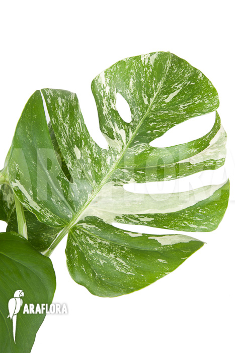 Monstera deliciosa variegata “M”