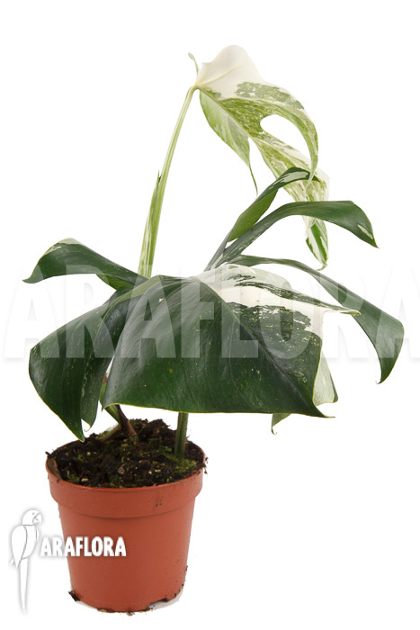 Monstera deliciosa variegata Type B &lsquo;M&rsquo;