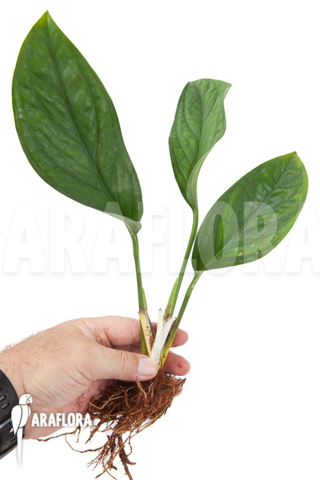 Monstera pinnatipartita &lsquo;starter2&rsquo;