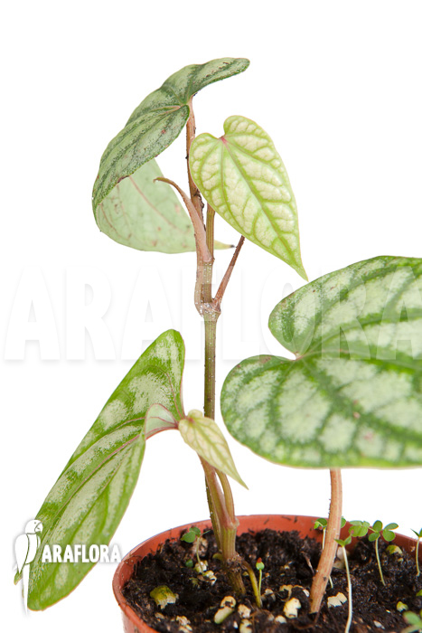 Monstera siltepecana starter