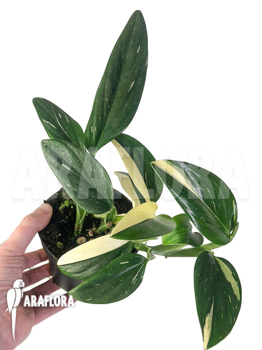 Monstera standleyana (Philodendron Cobra)