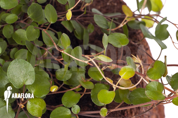 Muehlenbeckia complexa