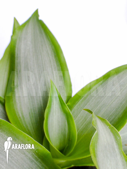 Murdannia loriformis ‘Bright-Star’