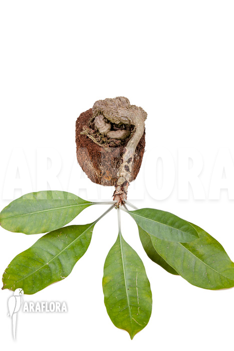 Myrmecodia tuberosa ‘XXL’