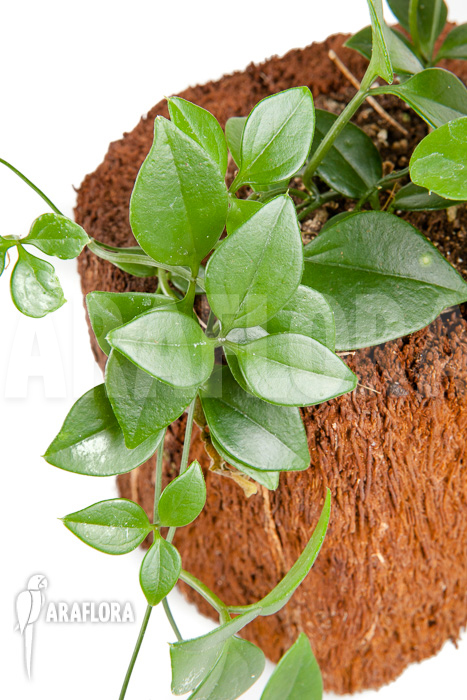 Neoalsomitra sarcophylla