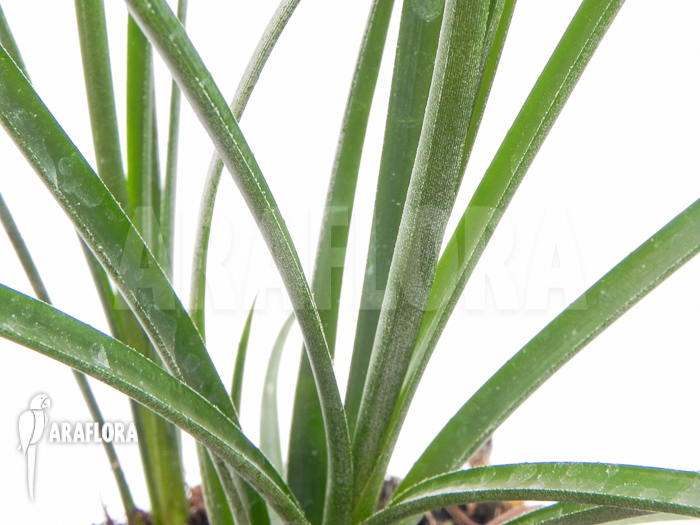 Neoregelia ‘Abendrothae’