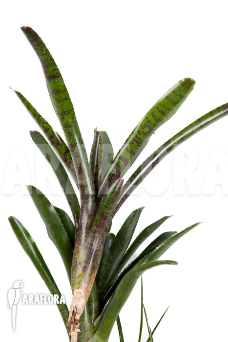 Neoregelia ampullacea ‘Purple’ Starter