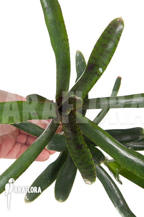 Neoregelia ampullacea ‘Purple’ Starter