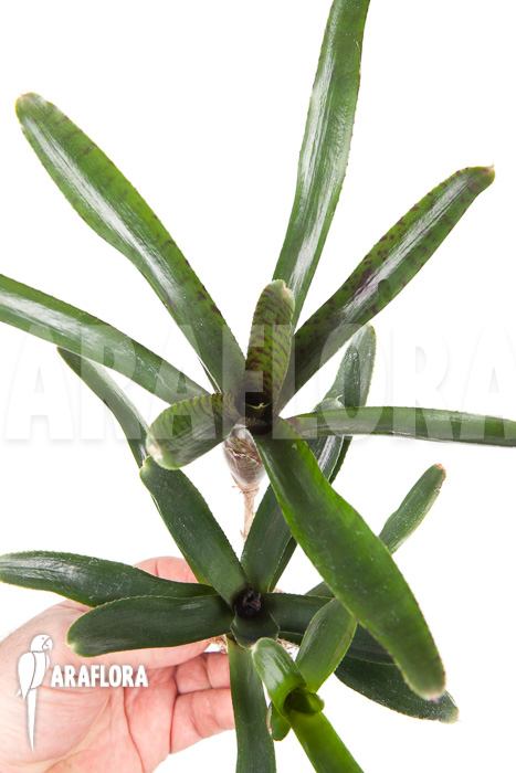 Neoregelia ampullacea ‘Purple’ Starter