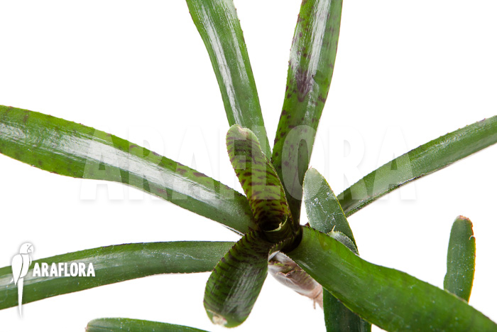 Neoregelia ampullacea ‘Purple’ Starter