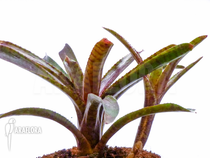 Neoregelia ampullacea ‘Red Clone’