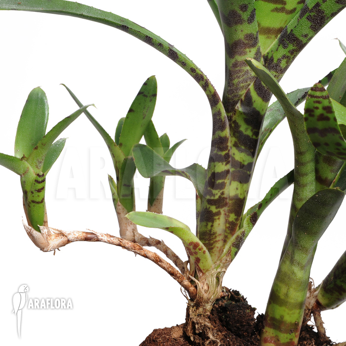 Neoregelia ampullacea ‘Big Tiger A’