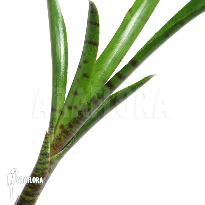 Neoregelia ampullacea ‘Big Tiger B’