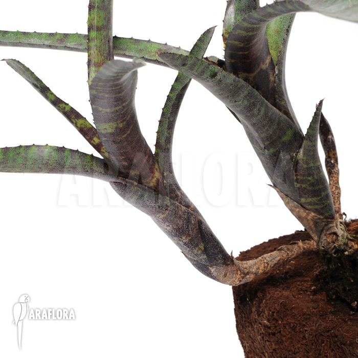 Neoregelia ampullacea ‘Red Clone’