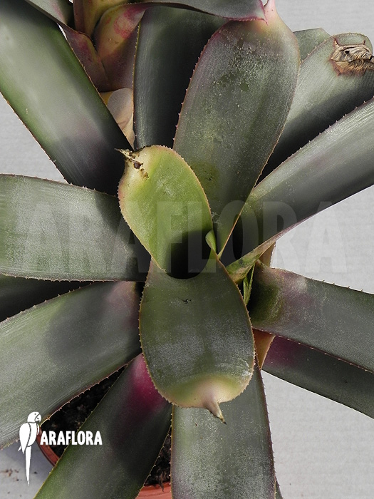Neoregelia bahiana flower