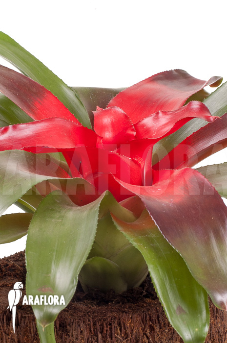 Neoregelia carolinae ‘Meyendorf’
