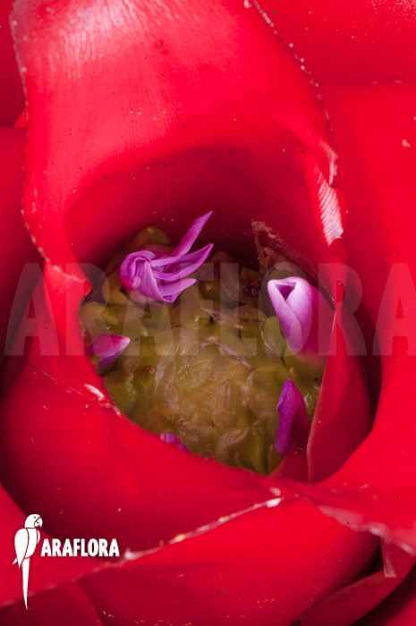 Neoregelia carolinae ‘Meyendorf’