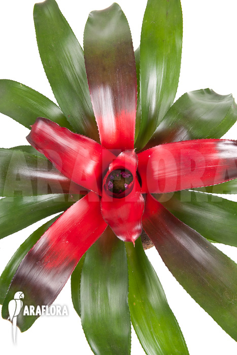 Neoregelia carolinae ‘Meyendorf’