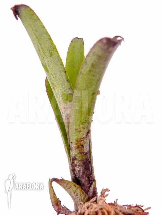 Neoregelia dungsiana ‘Starter’