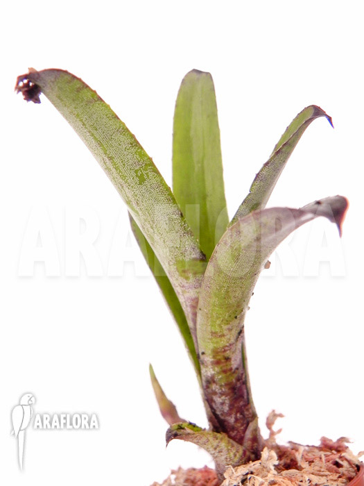 Neoregelia dungsiana ‘Starter’