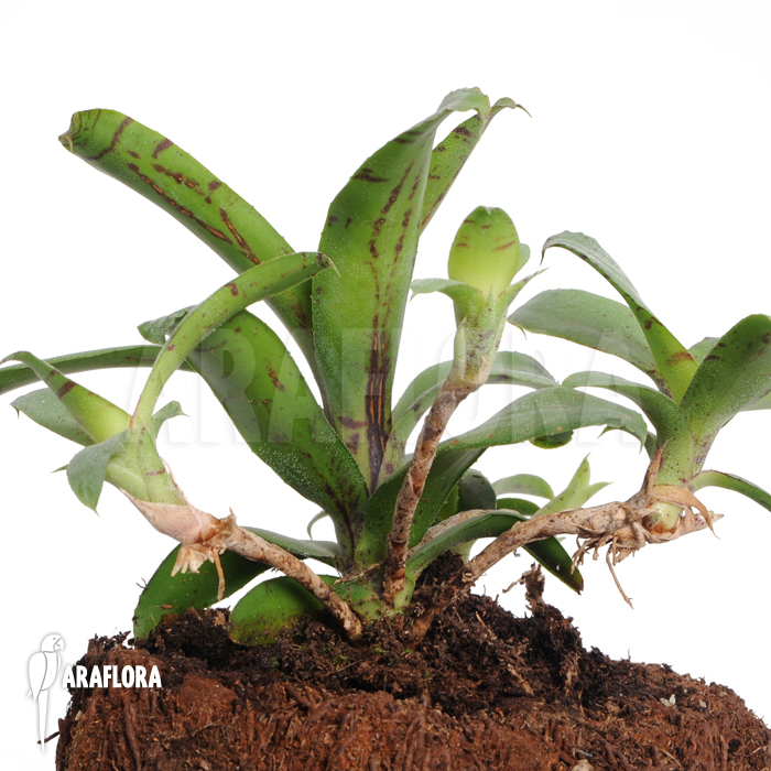 Neoregelia lilliputiana ‘L’