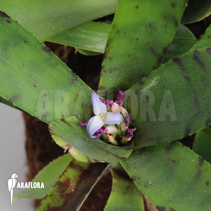 Neoregelia lilliputiana ‘L’