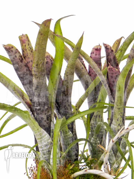 Neoregelia pauciflora