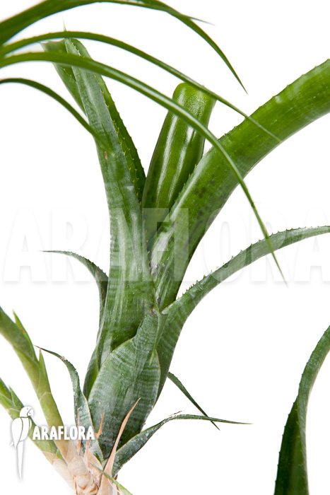 Neoregelia pauciflora ‘Starter’