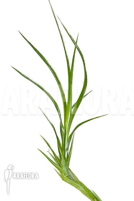 Neoregelia pauciflora ‘Starter’