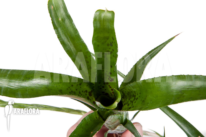 Neoregelia pauciflora ‘Starter’