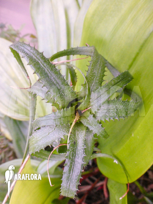 Neoregelia pendula var. Brevifolia