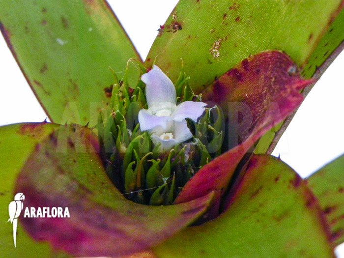 Neoregelia roethii