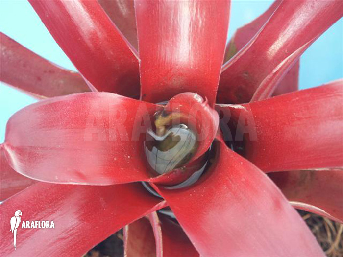 Neoregelia schultesiana ‘Fireball’