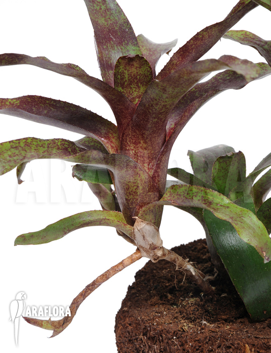 Neoregelia x ‘Atlantis’