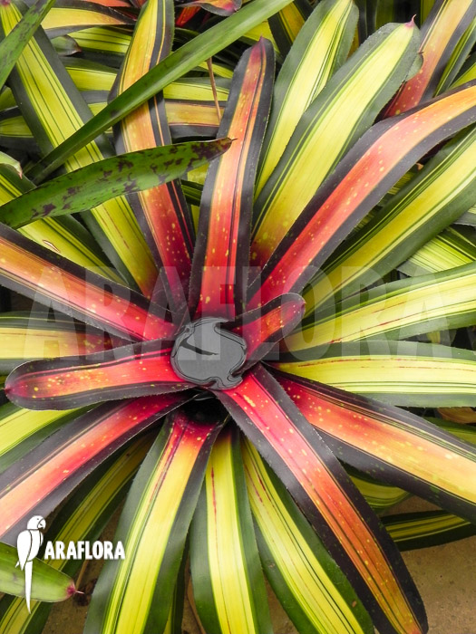 Neoregelia x Pimento