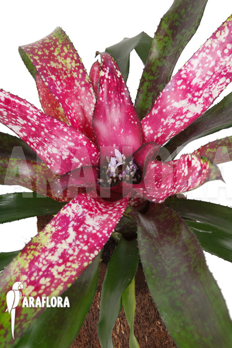 Neoregelia x ‘Pink Dots’
