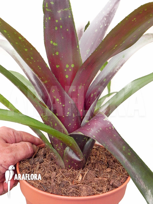 Neoregelia x Royal Burgundy