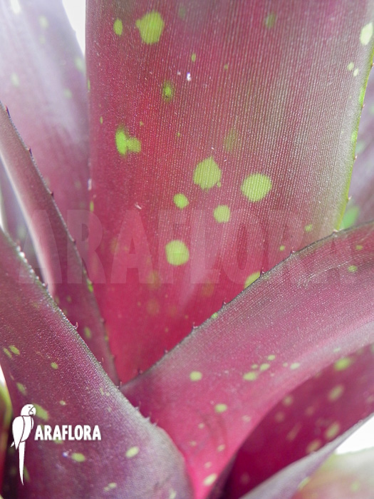 Neoregelia x Royal Burgundy