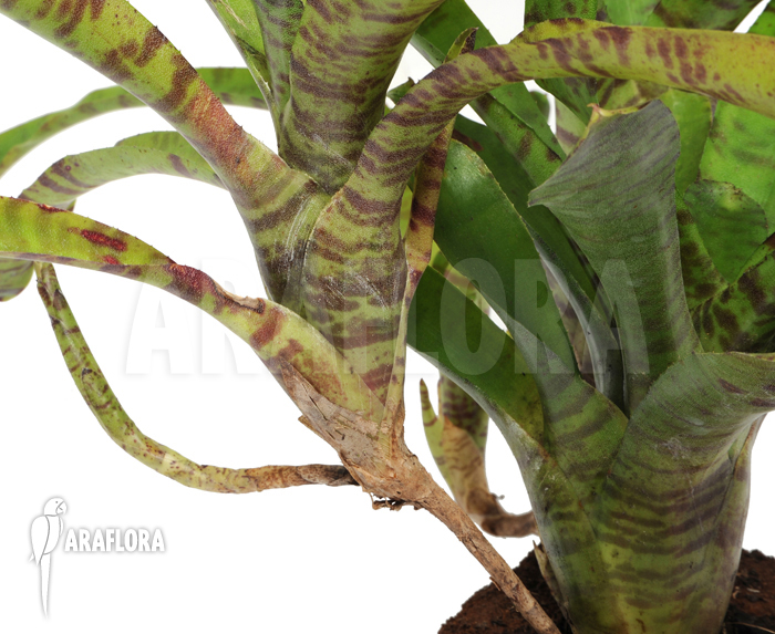 Neoregelia x ‘Tiger Cub’