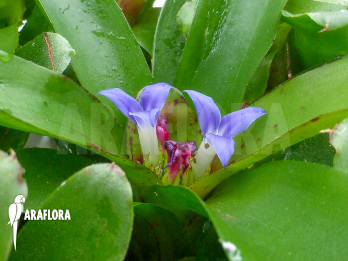 Neoregelia ‘Chiquita Linda’