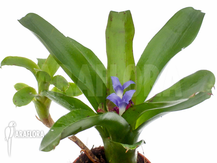 Neoregelia ‘Chiquita Linda’