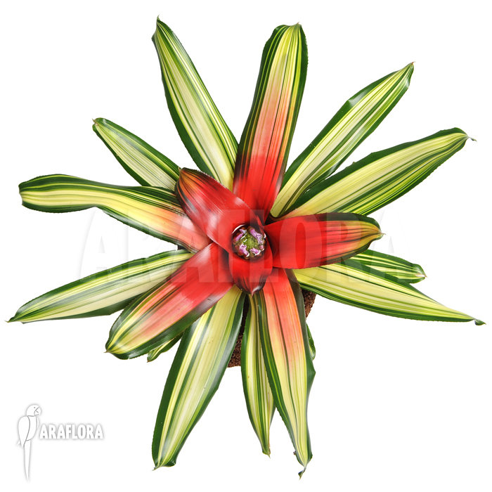 Neoregelia x &lsquo;Mme van Durme&rsquo;