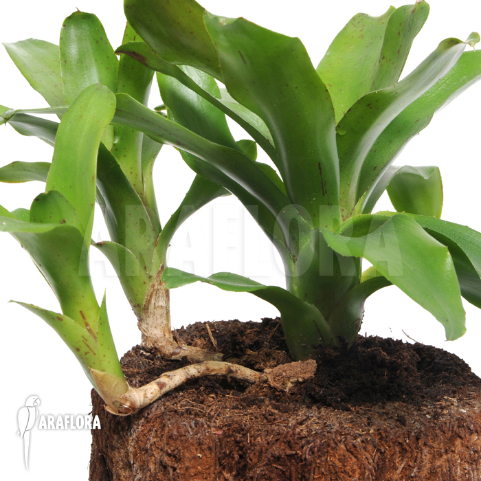 Neoregelia x ‘Narciss’