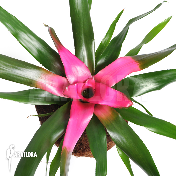 Neoregelia x ‘Purple Star’