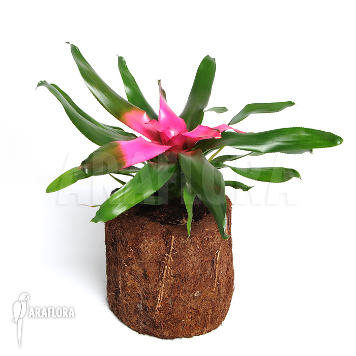 Neoregelia x ‘Purple Star’