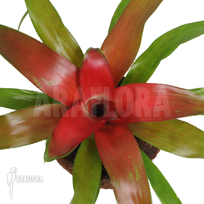 Neoregelia x ‘Super Red’
