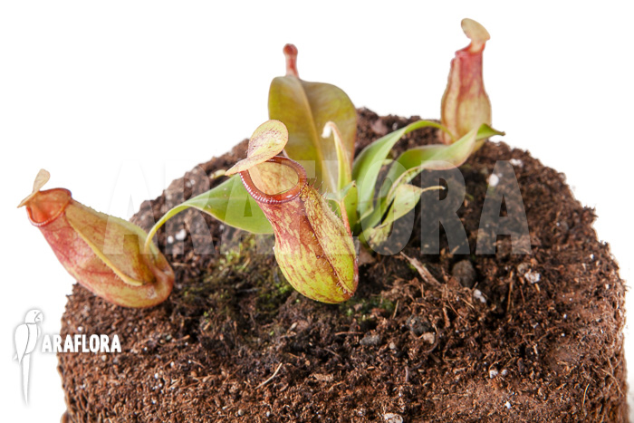 Nepenthes x ‘Gaya’ ‘S’