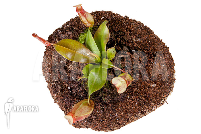 Nepenthes x ‘Gaya’ ‘S’