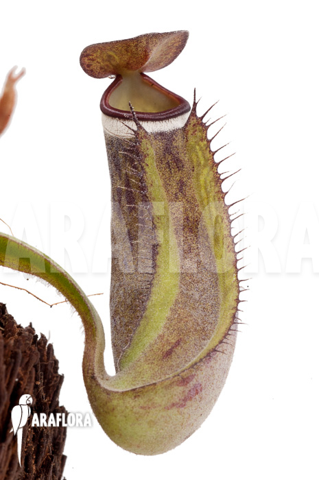 Nepenthes albo-marginata ‘Kuching spotted’