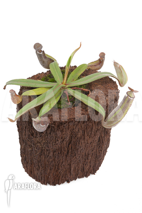 Nepenthes albo-marginata ‘Kuching spotted’